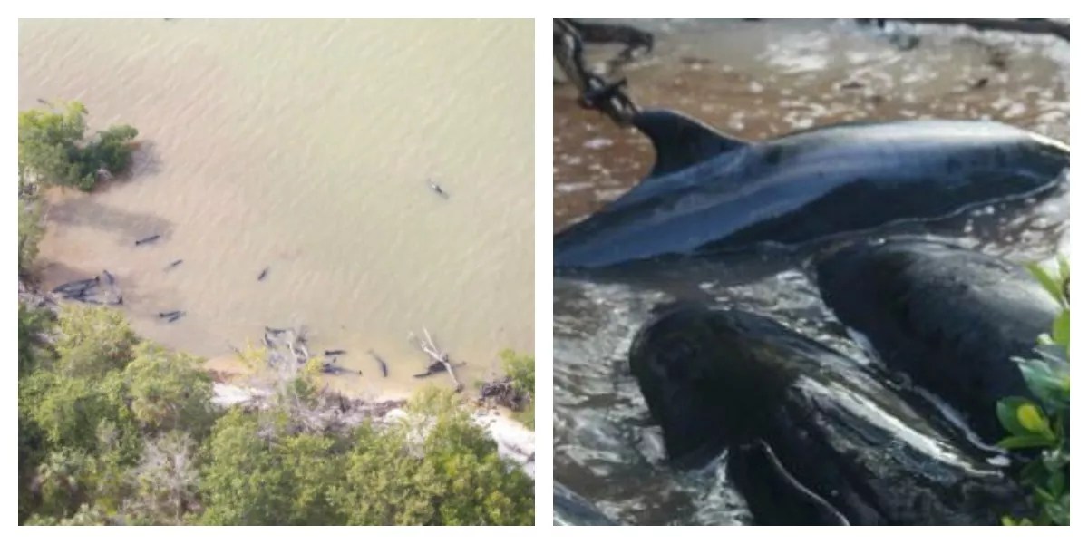 Why Did More Than 80 Dolphins Die in the Everglades?
