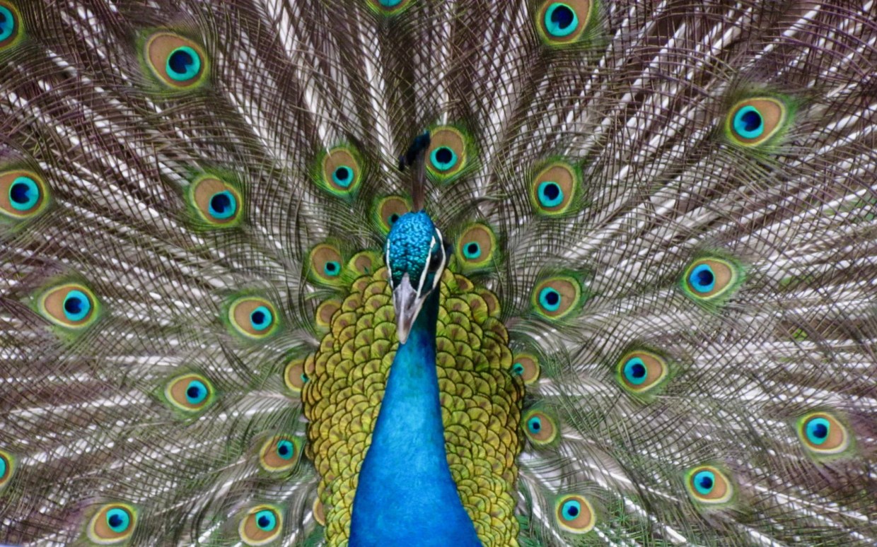 Overrun by Peacocks, Miami-Dade Cities Consider Sterilization and Feeding Bans