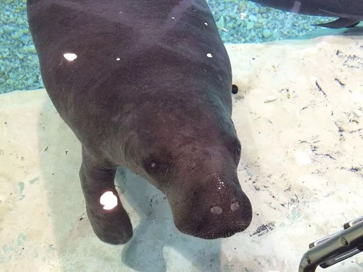 Petition: Replace Confederate Monument With Snooty, Florida’s Oldest Manatee
