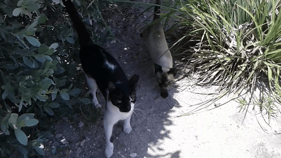 Miami Beach Bulldozes Vegetation Where Feral Cat Colonies Lived