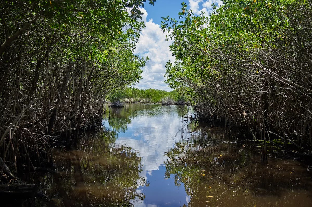 Testing the Poisonous Algae That Is Smothering the Everglades