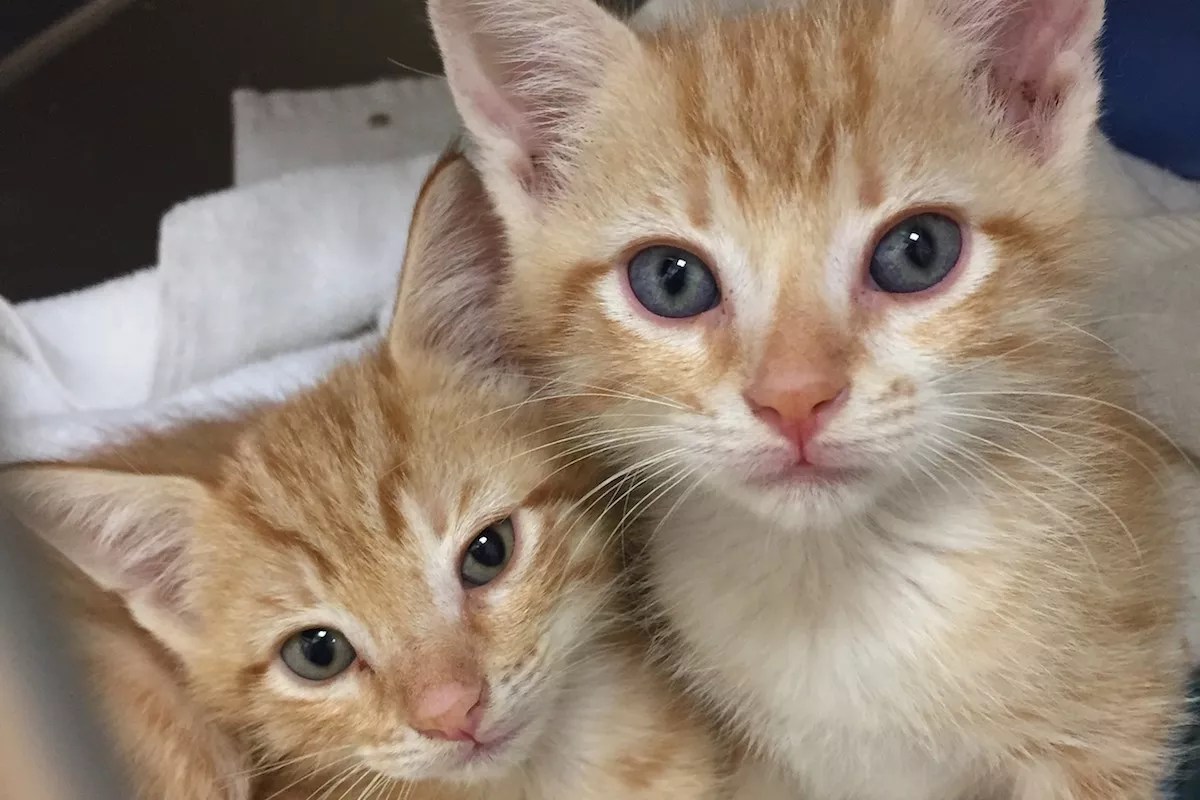 Animal Lover Takes in 40 Stray Miami Beach Cats as Hurricane Irma Approaches