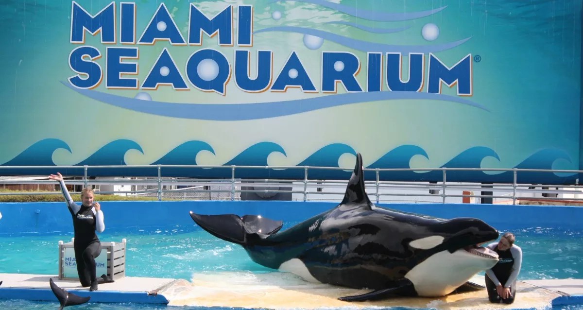 PETA’s Court Case to Retire Lolita Will Be Heard in Miami in December