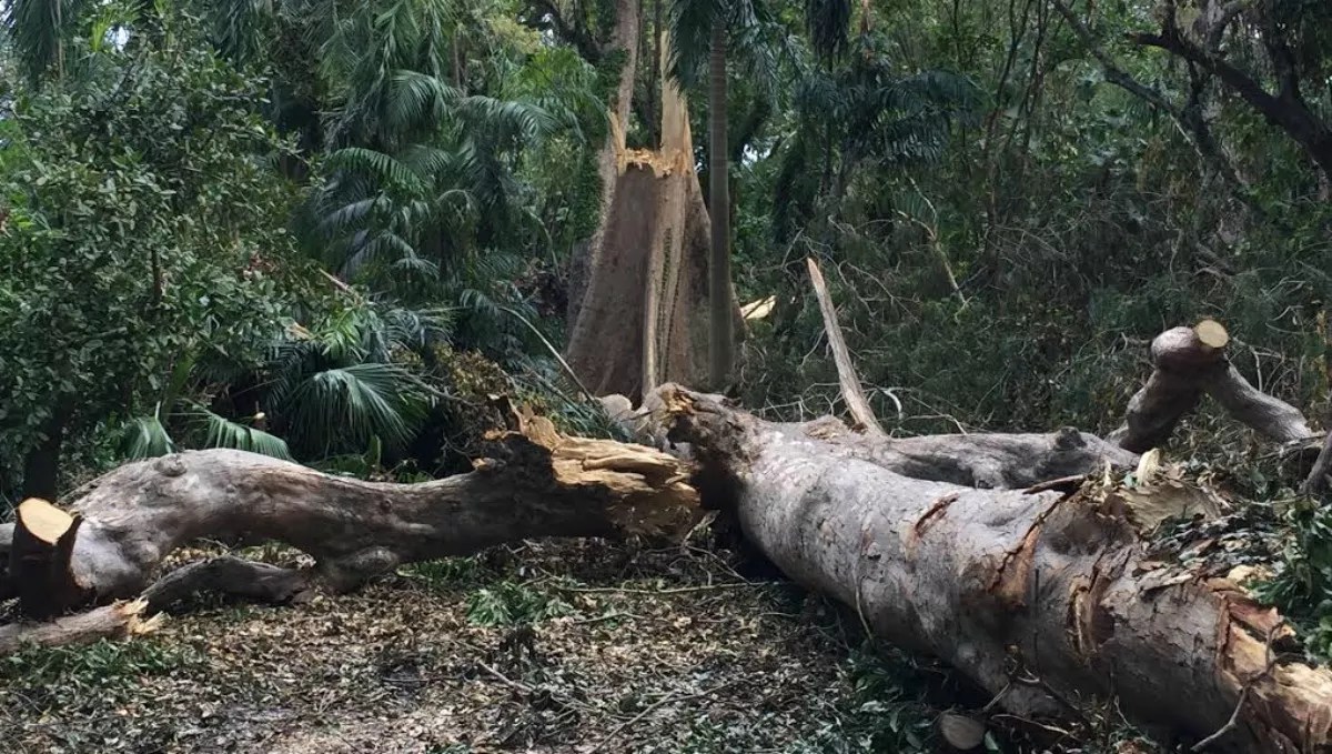 Irma Struck Down South Florida’s Tallest Tree