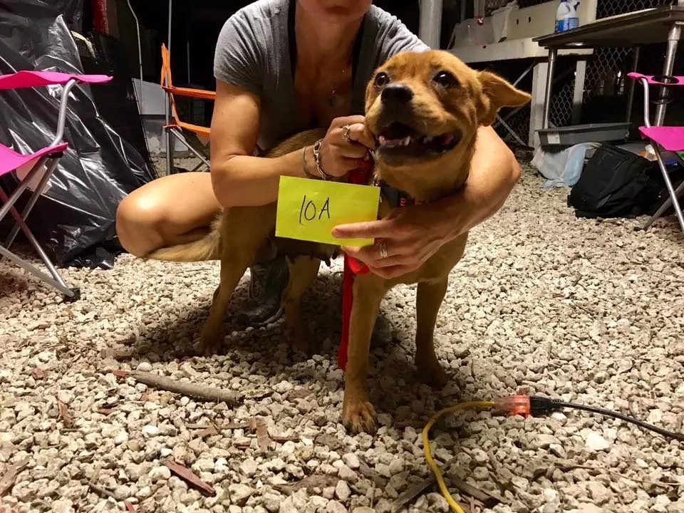 After Irma, Animal Rescue Volunteers Traveled From Texas to Help Florida Pets