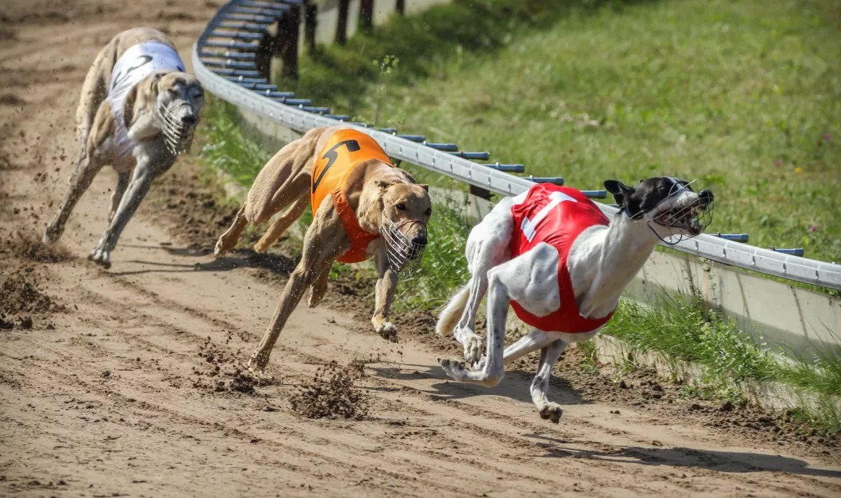 Florida Lawmakers Push to Ban Use of Steroids in Greyhound Racing