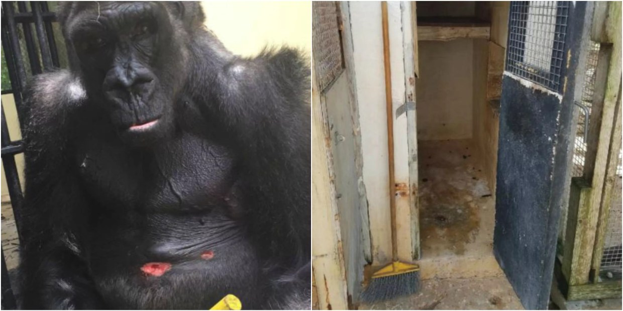 Leaked Monkey Jungle Photos Show Injured Ape and Dirty Cages, Angering Activists