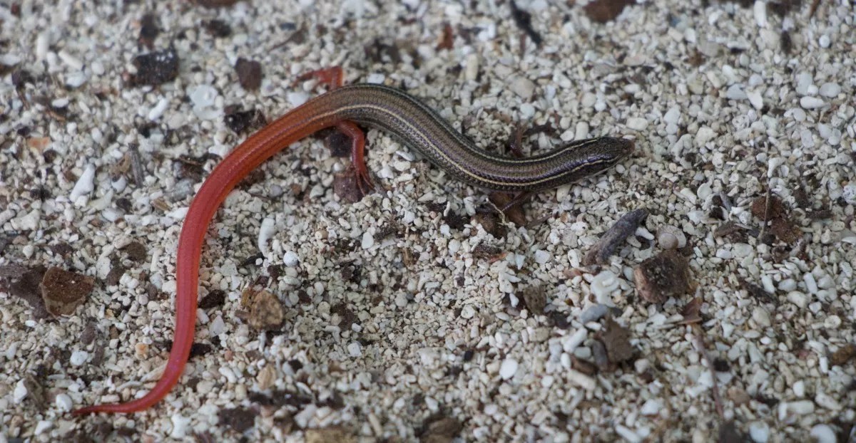 Trump Denies Endangered Status to Florida Lizard Threatened by Sea-Level Rise