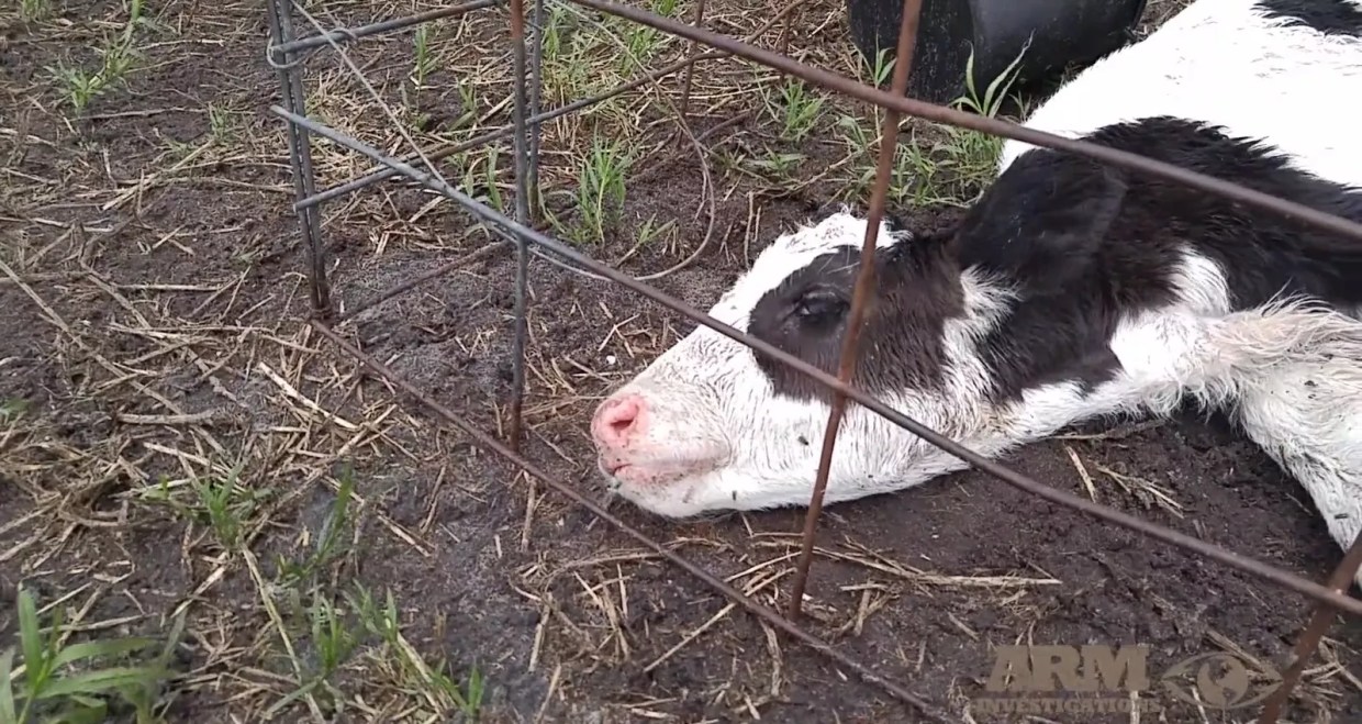 Activists Film Horrible Animal Abuse at Second Publix-Linked Dairy Farm