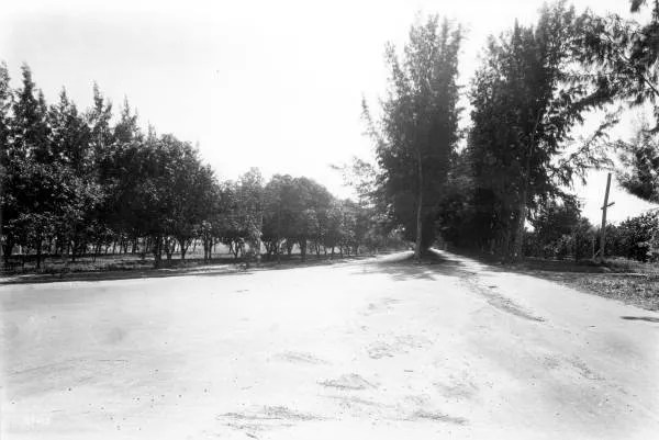 Century-Old Australian Pines Chopped Down in Miami Beach After Hurricane Damage