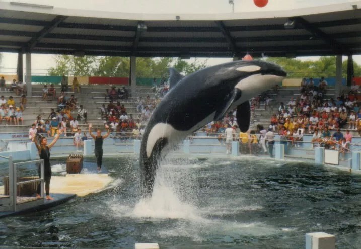 Bob Barker Calls on Miami Seaquarium to Release Lolita: “Enough Is Enough”