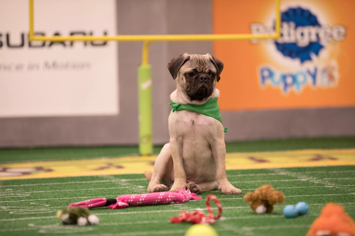 Two Miami Dogs to Star in Animal Planet’s Puppy Bowl XIV