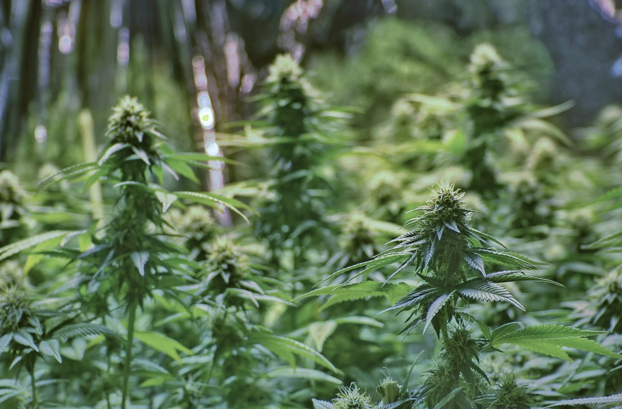 Five Signs Miami Should Just Fully Decriminalize Marijuana Already