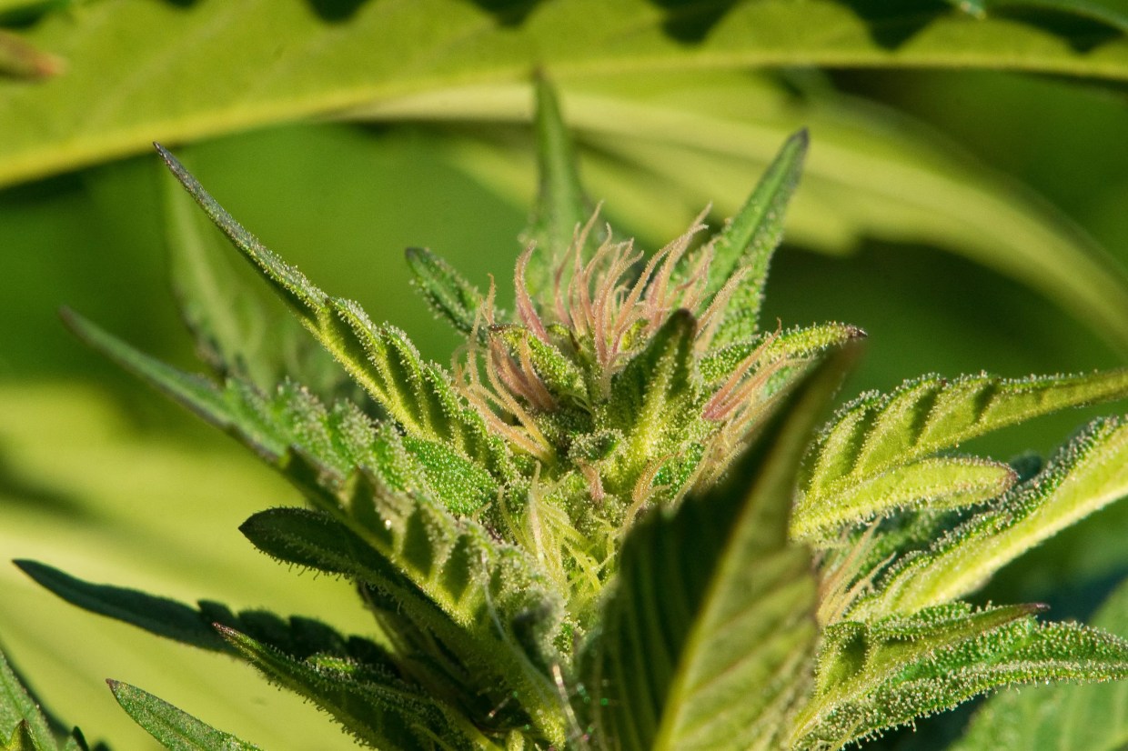 Smokable Medical Marijuana Is Legal in Florida, Judge Rules