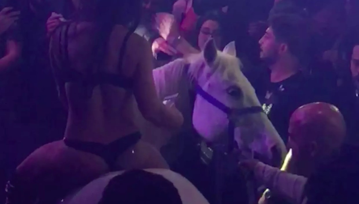 Miami Beach Police Investigating Video of Horse Panicking Inside Club UPDATED