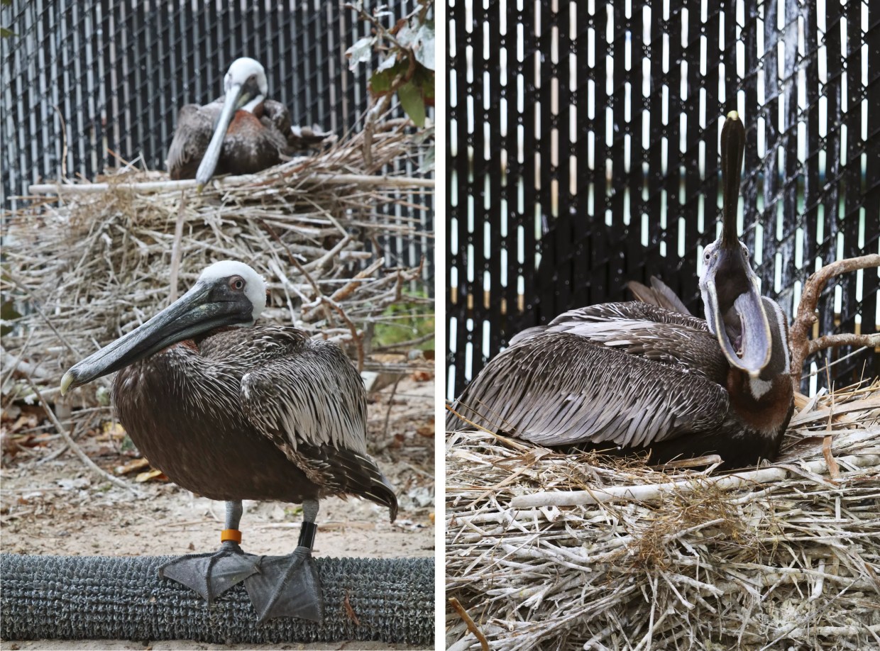 Meet Pepe and Enrique, Male Pelicans Sharing a Miami Nest for Almost 20 Years