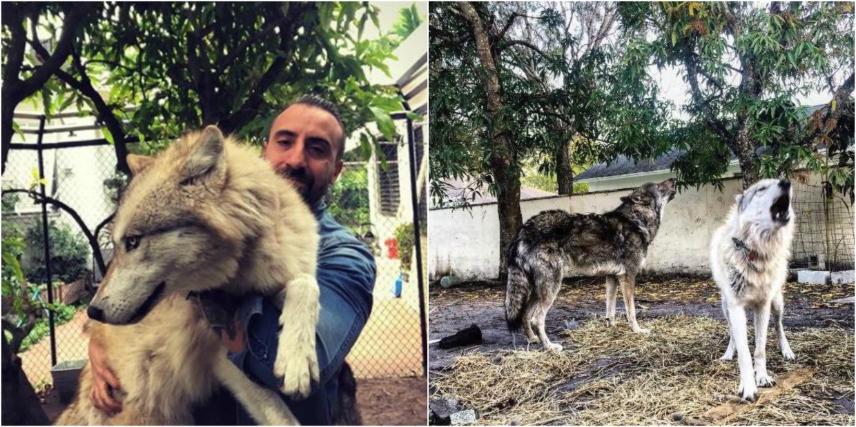 North Beach Residents Clash Over Pet Wolfdogs After Attack on Beagle UPDATED