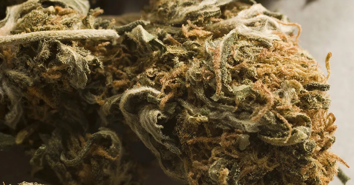 Judge Says Florida Can’t Ban Smokable Medical Marijuana, Gives Monday Deadline for New Rules