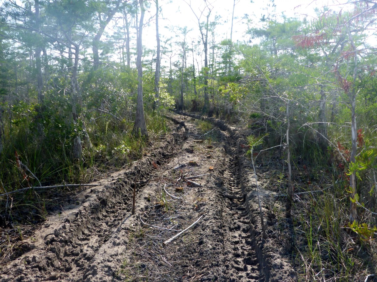 Videos Show Texas-Based Burnett Oil Co. Steamrolling Big Cypress