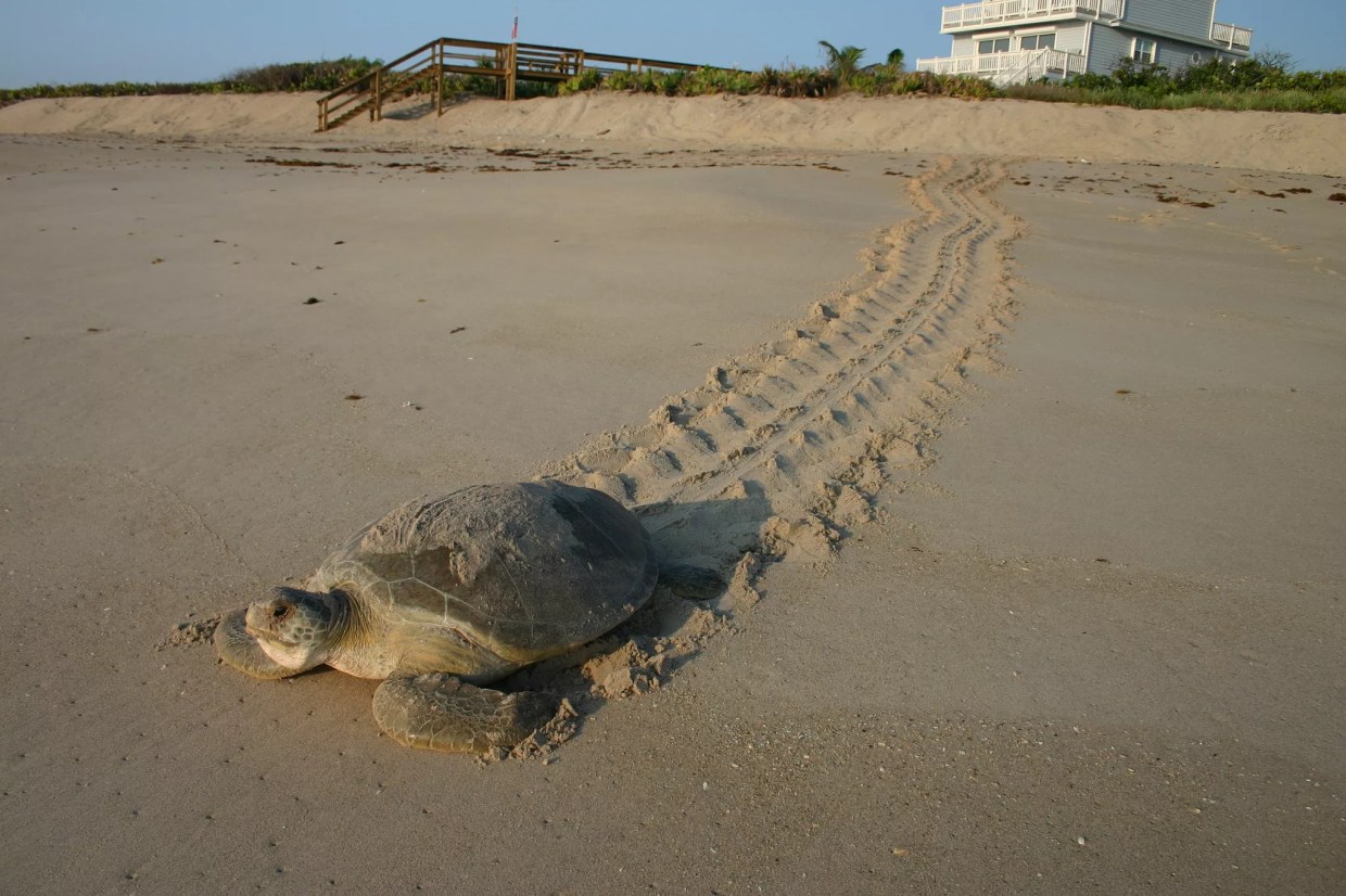 Why Is Miami Beach Adding Tons of New Sand to Its Beaches During Sea Turtle Season?