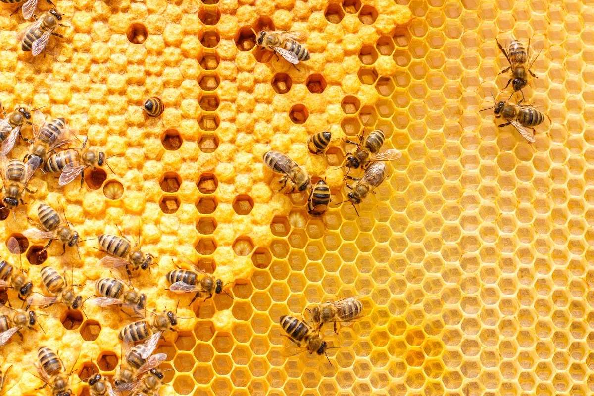 Florida Couple Charged With Stealing $76,000 Worth of Honey