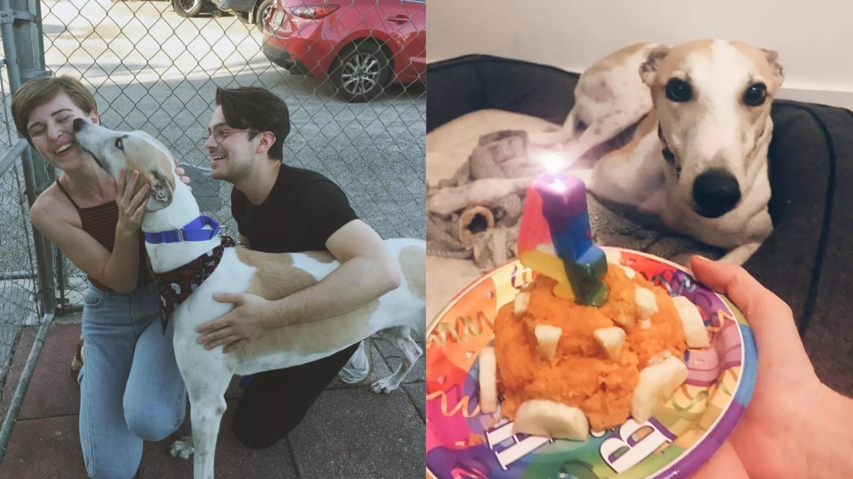 Floridians: Vote Today to Save Racing Dogs Like Mine