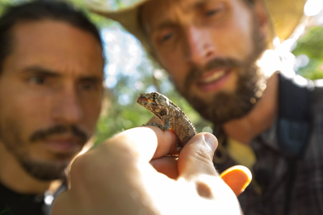Miami Filmmaker Highlights the Remarkable Adaptability of Ordinary Florida Lizards