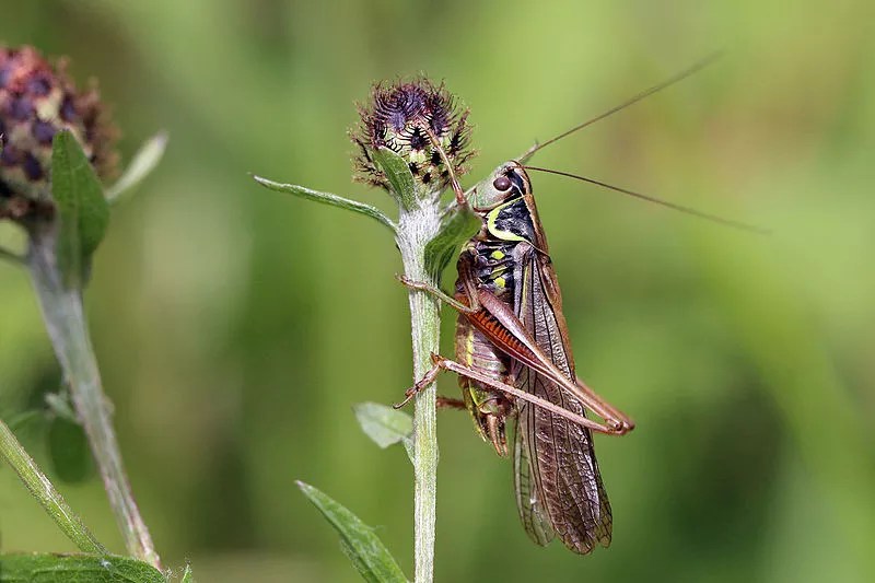 Cuban “Sonic Attack” Noises Likely Came From Crickets, Scientists Suggest