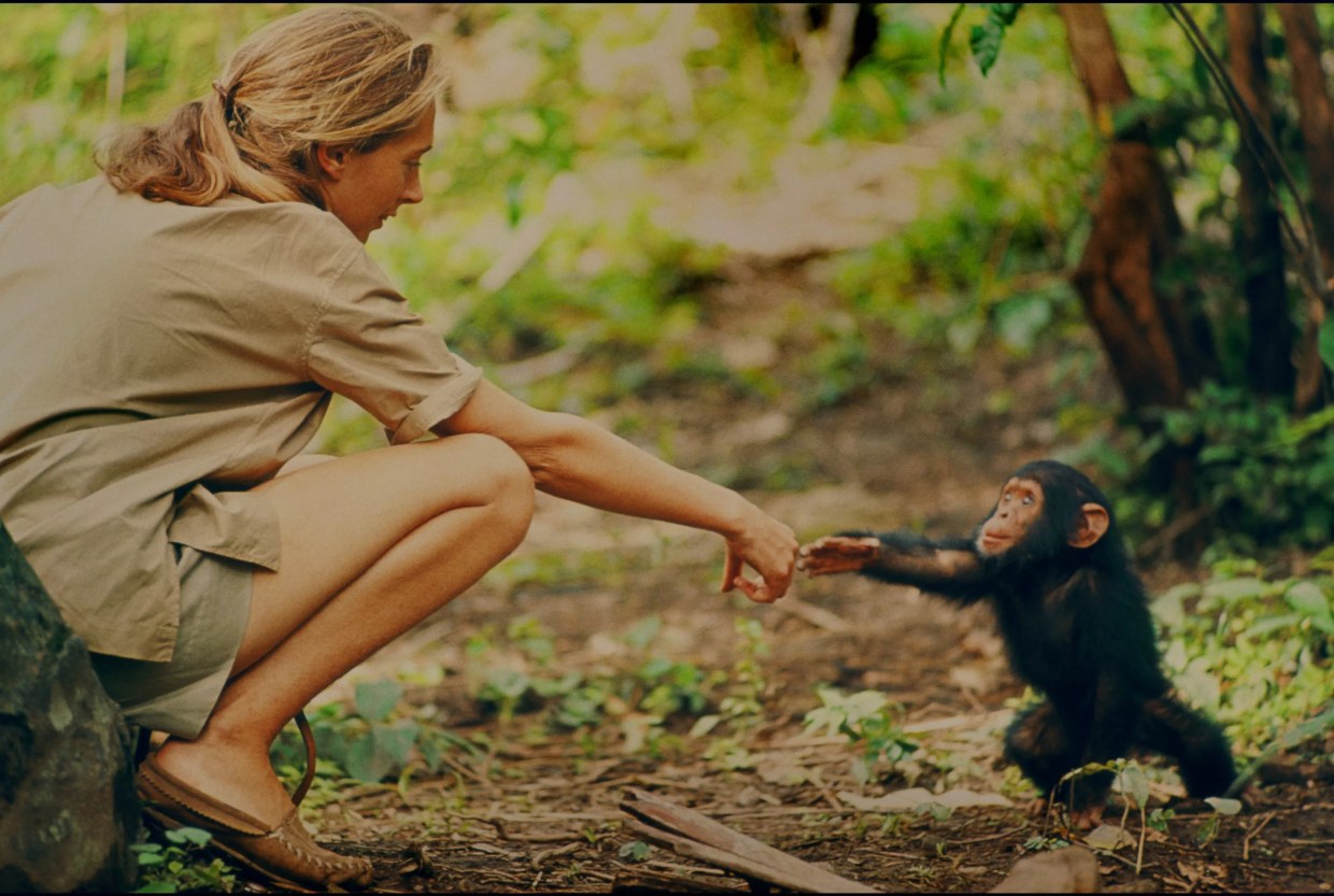 A Jane Goodall Documentary Proves Entirely Worthy of Its Subject