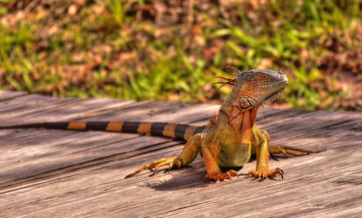 Pellet-Gun-Toting Teens Hunt Iguanas for Cash in Neighborhood Where Pool Boy Was Shot