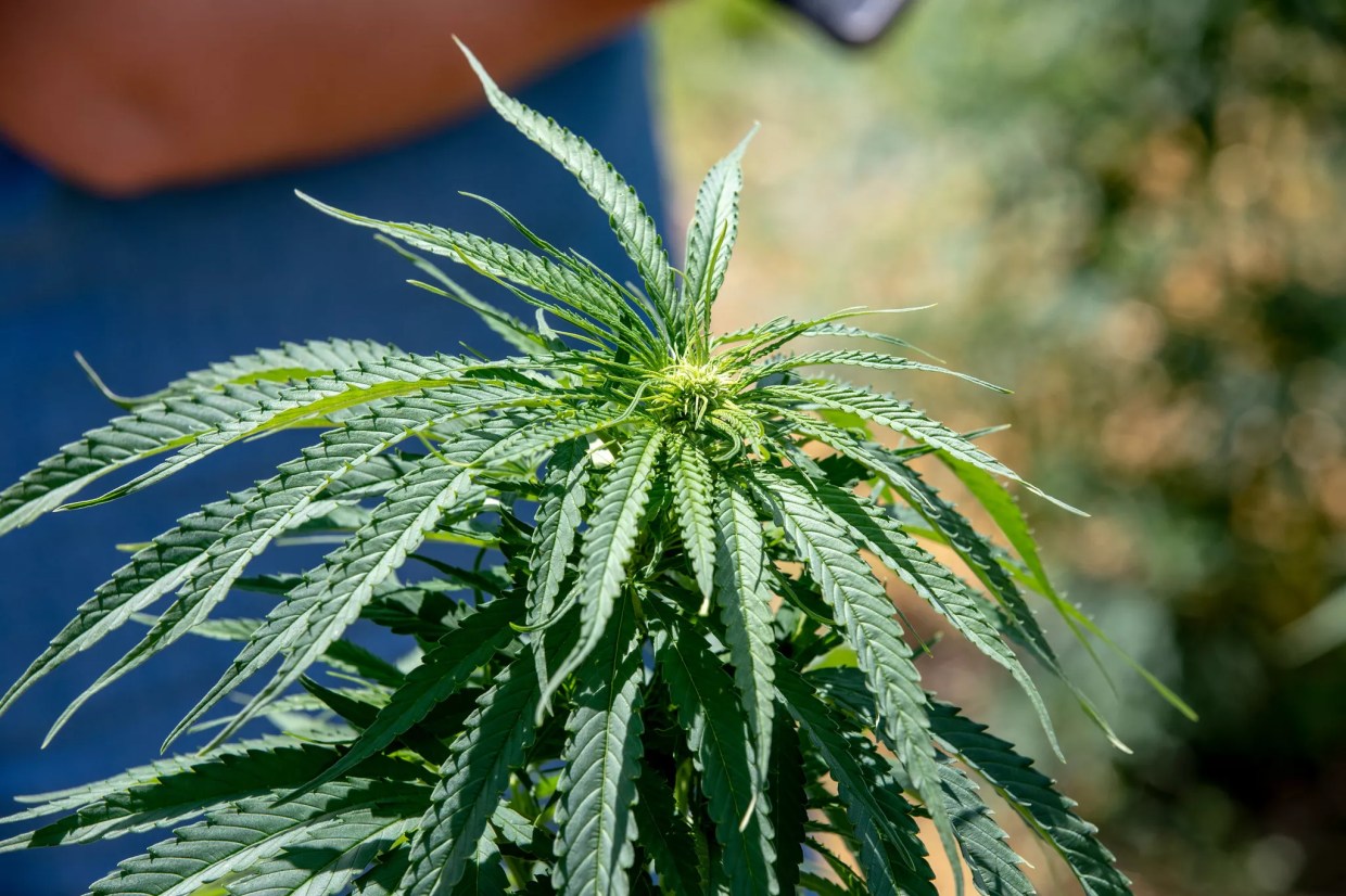 Florida’s Unfriendly Business Regulations Are Driving Out Hemp Companies