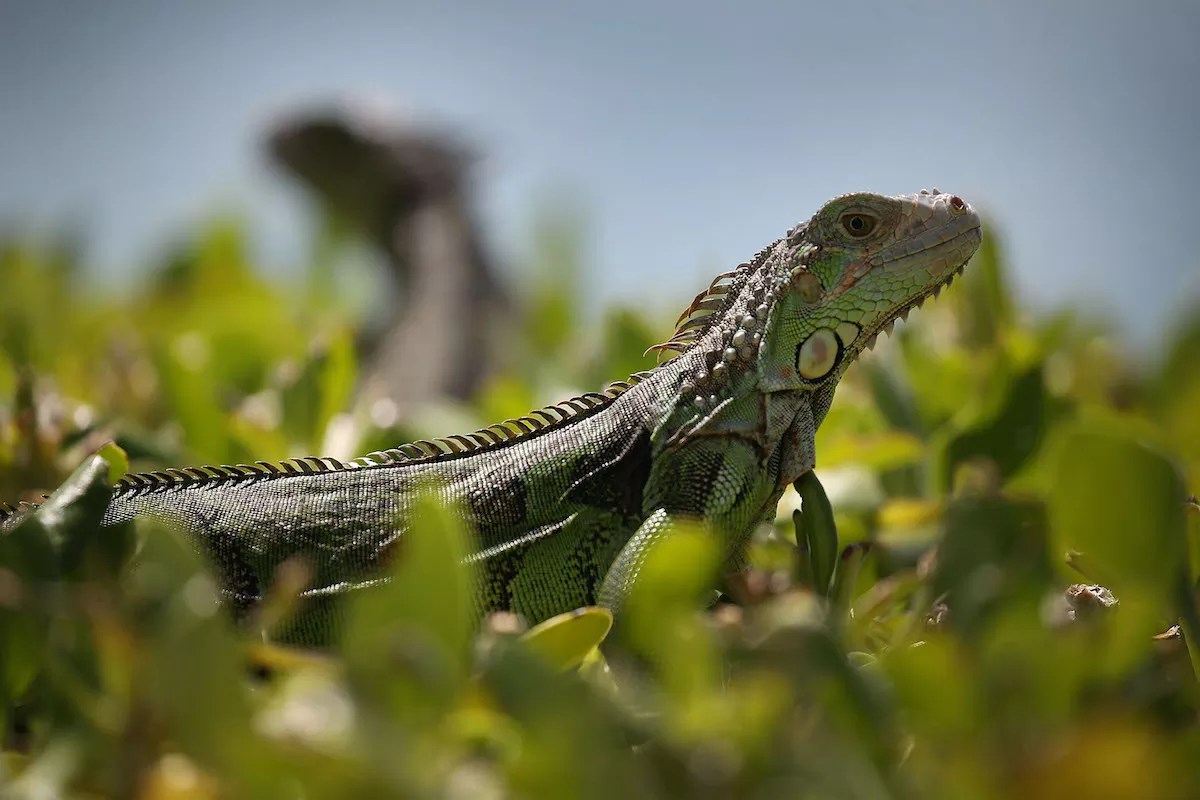 Miami Beach to Spend $75,000 to Eradicate Invasive Iguanas