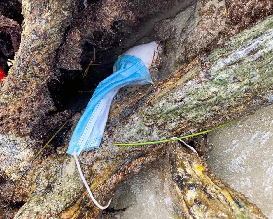 Miami Beach Environmental Group Finds Dead Fish Tangled in Facemask