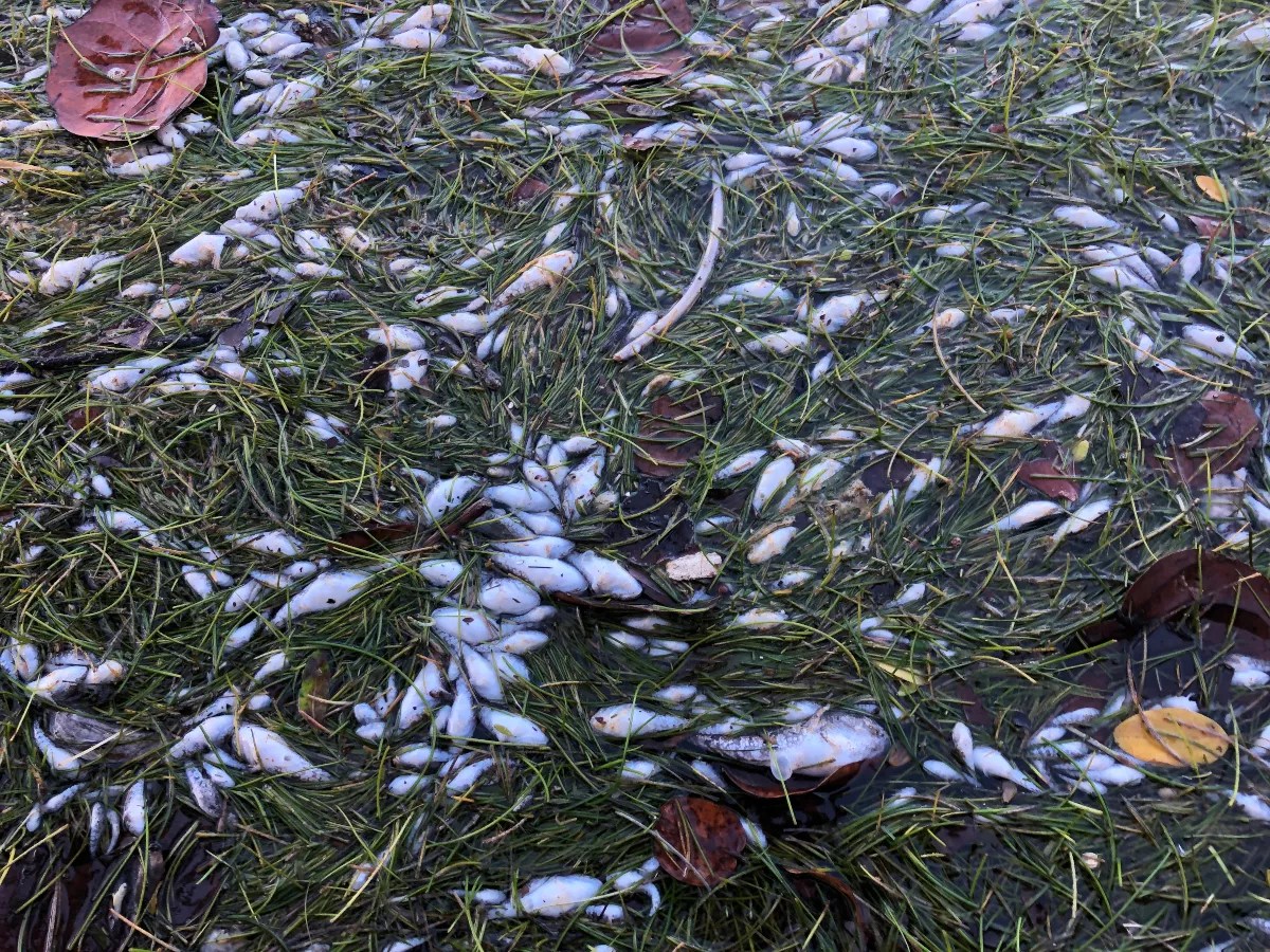 Lack of Oxygen Kills Off Thousands of Fish in Biscayne Bay UPDATED