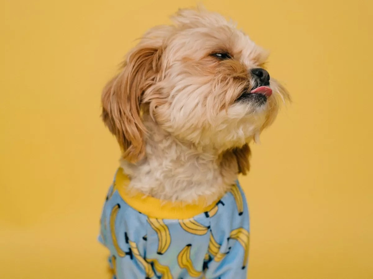 Everyone Hates the Banana Dog From Miami-Dade’s Failed Virtual School