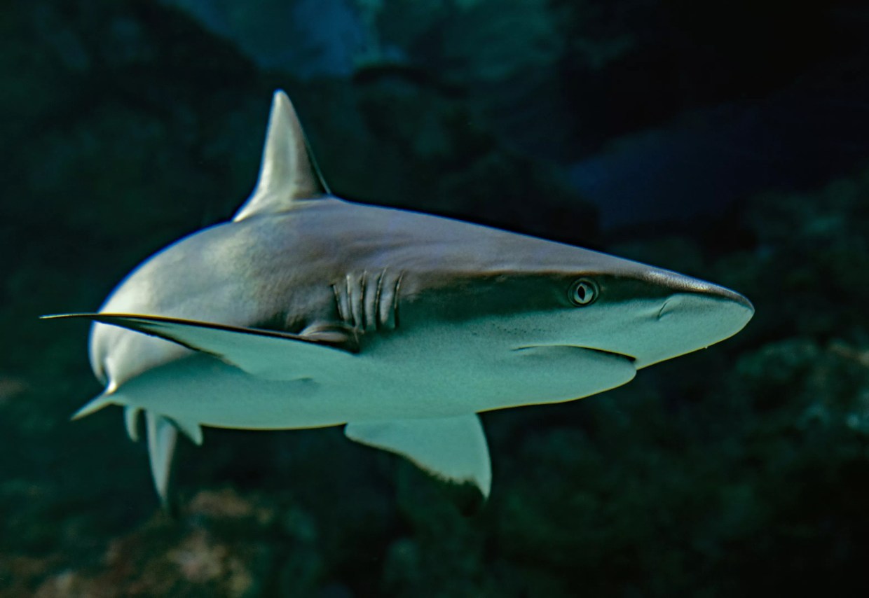Conservation Group Says Florida’s Shark-Finning Law Has Loopholes