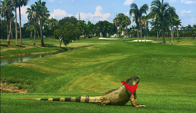 Bandanna-Clad Iguana Spotted Near Melreese Country Club