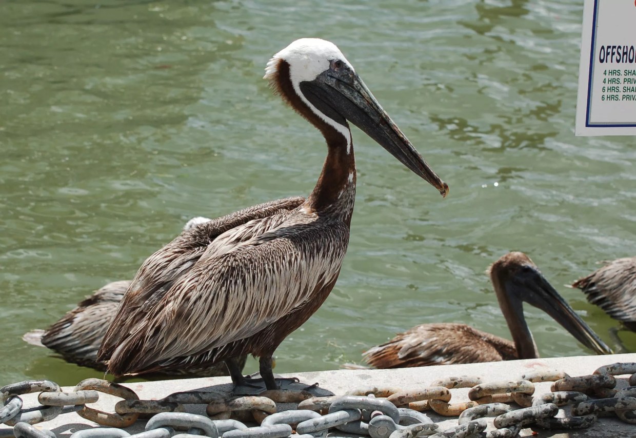 Pelican Mutilation Shines Light on Florida’s Bird Abuse Problem