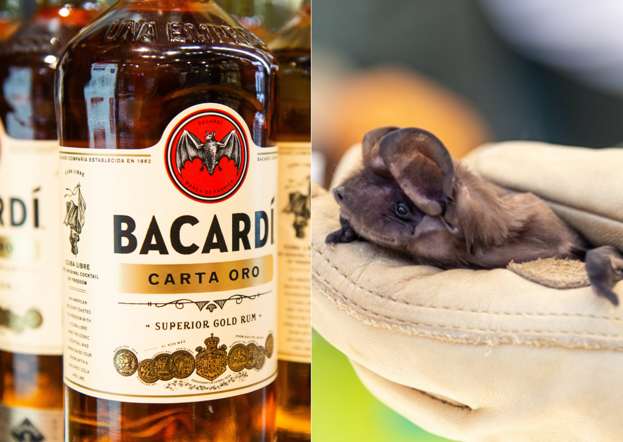 Residents Say Bacardí Housing Development Could Threaten Miami’s Endangered Bats