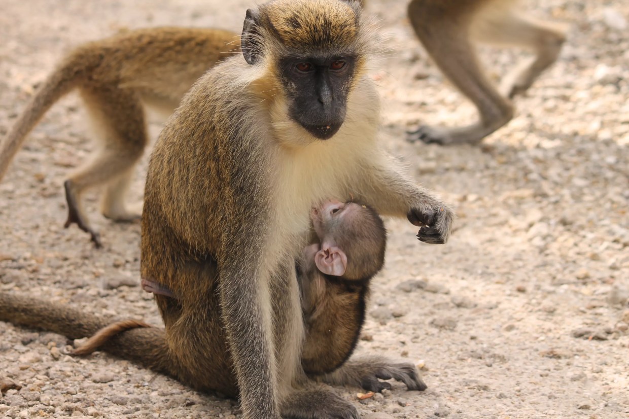 Everything You Always Wanted to Know About the Wild Monkeys in Dania Beach