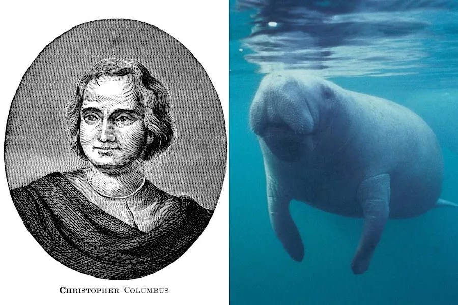split screen of columbus and a manatee