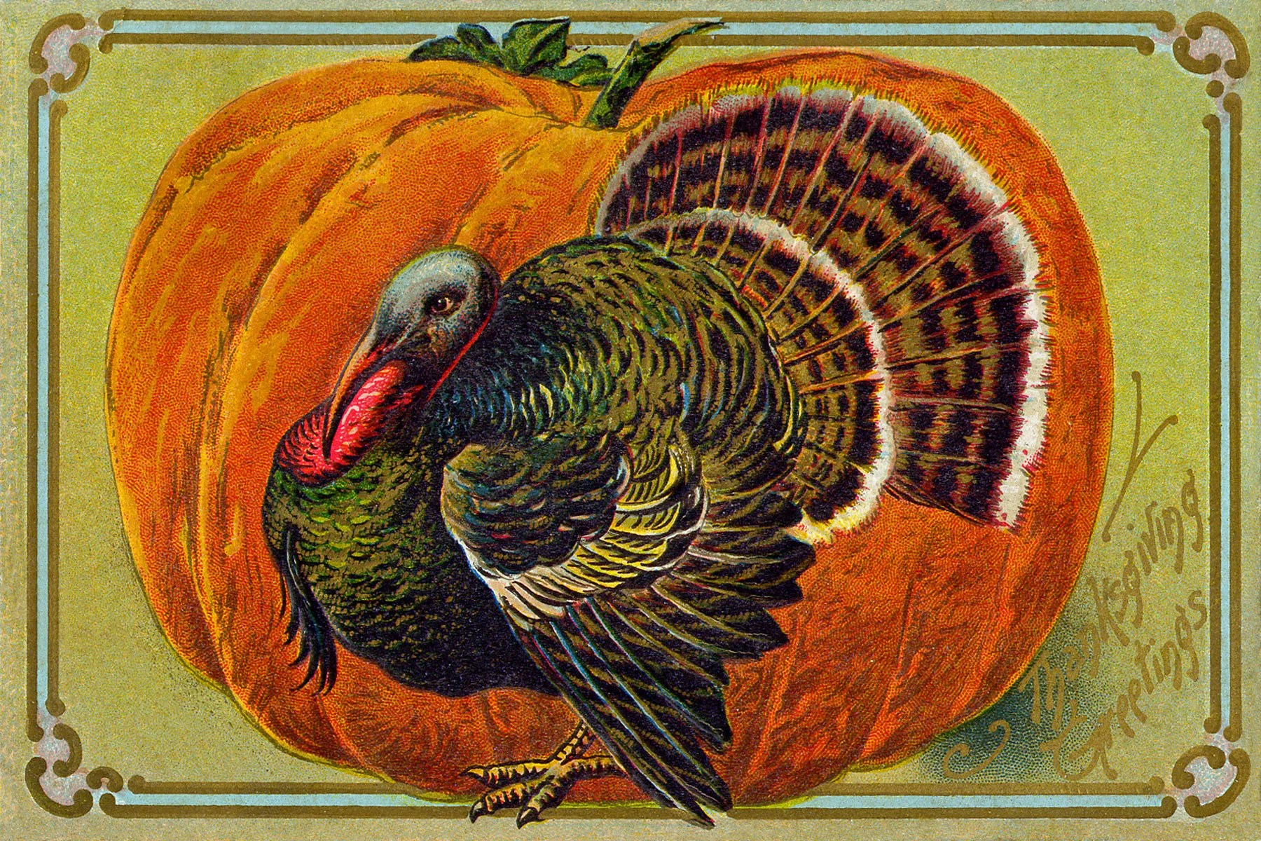 Vintage gold-bordered Thanksgiving postcard showing a fully feathered turkey standing in front of a very large pumpkin. Written in shiny gold in the bottom-right corner: Thanksgiving Greetings