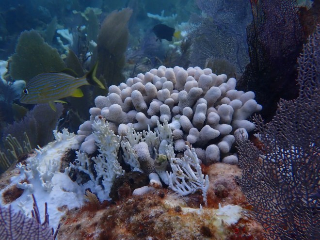 Bleached coral discovered at Horsehoe Reef during the summer 2023 marine heat wave.