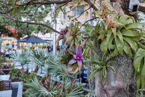 Orchids hanging from a tree on Lincoln Road in Miami Beach