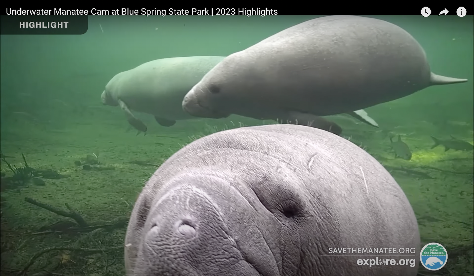 Several manatees swim across the screen during a livestream at Blue Springs State Park in 2023. As two of the mammals swim in the background, one appears to be approaching the underwater camera.