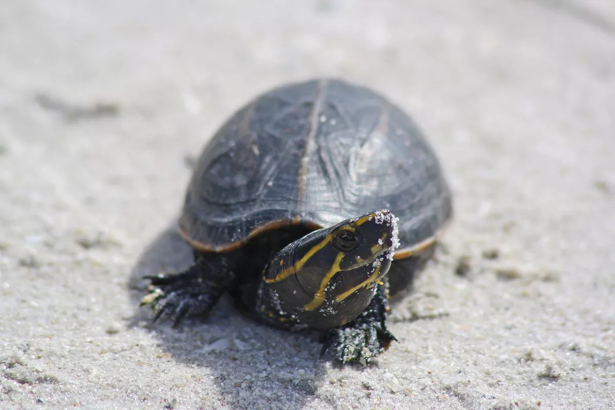 A mud turtle poking its head toward a camera on a sandy beach