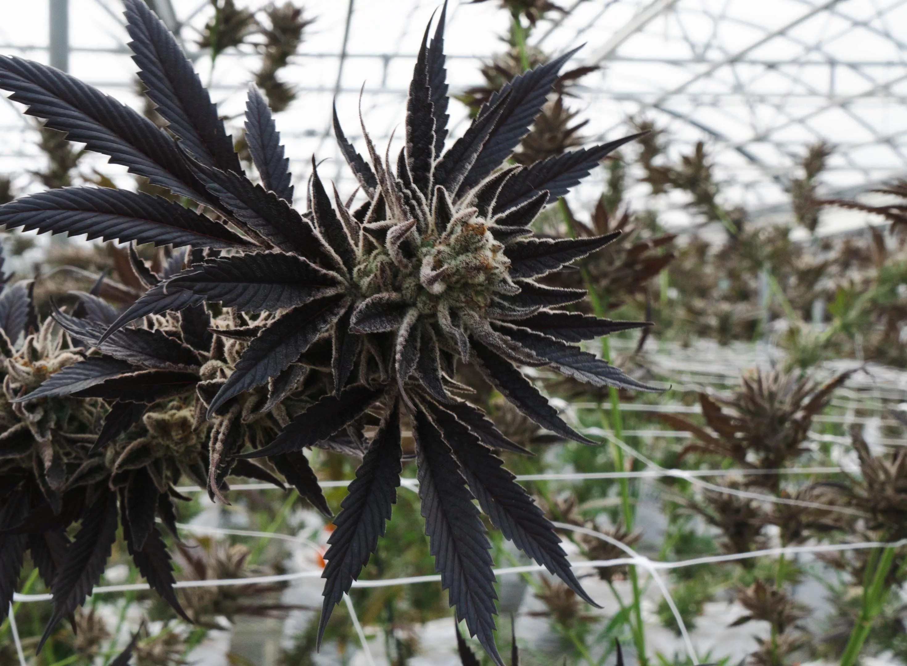 A burly, purple cannabis nugget