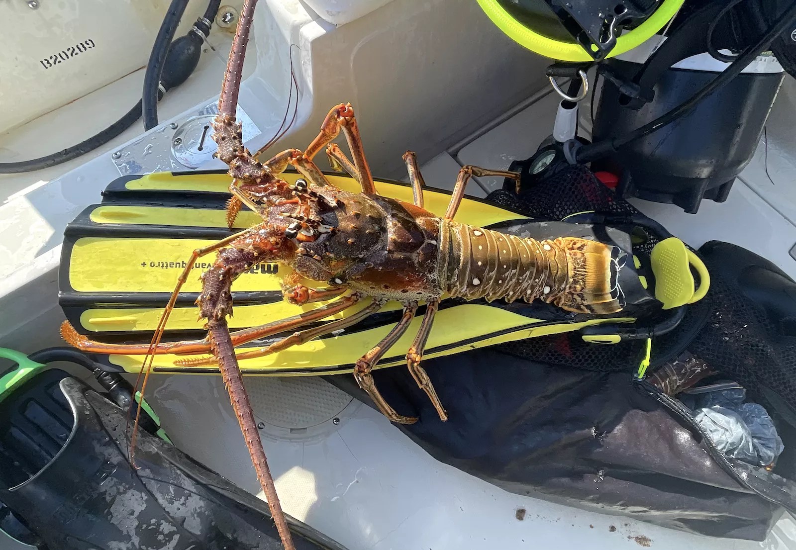 color photo of a spiny lobster on a diver's flipper