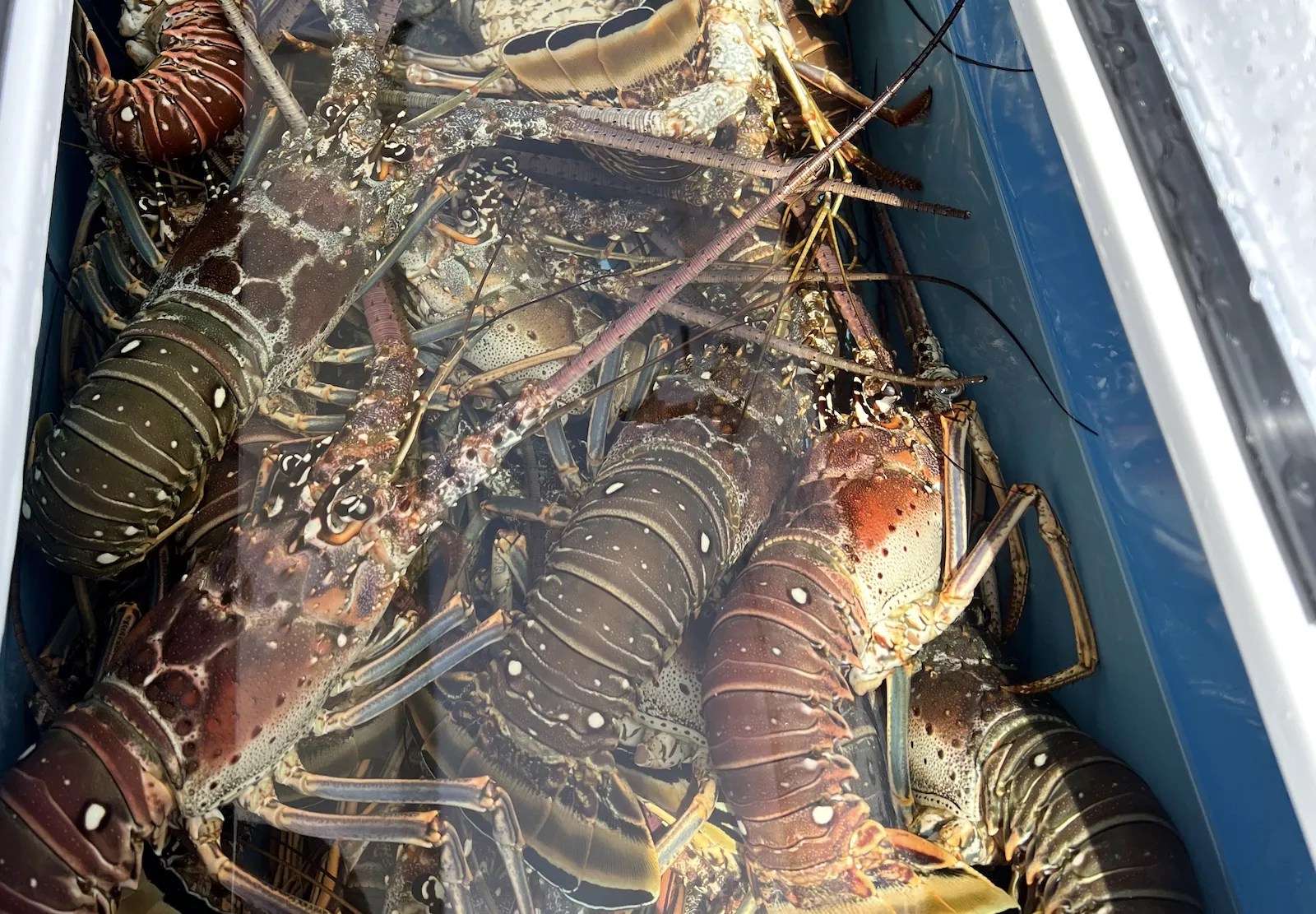 a cooler filled with spiny lobsters