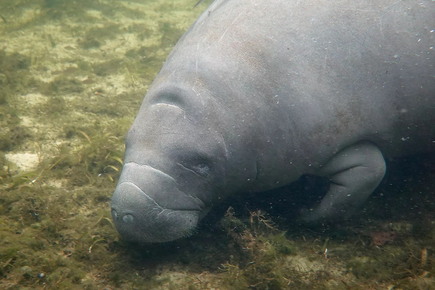 a manatee feeding on a river bottom